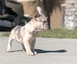 Small #4 French Bulldog