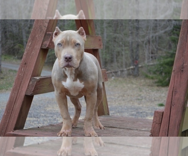 Medium Photo #3 American Bully Puppy For Sale in UNIONVILLE, VA, USA