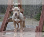 Small Photo #3 American Bully Puppy For Sale in UNIONVILLE, VA, USA