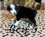 Small Photo #50 Miniature Australian Shepherd Puppy For Sale in SALISBURY, NC, USA