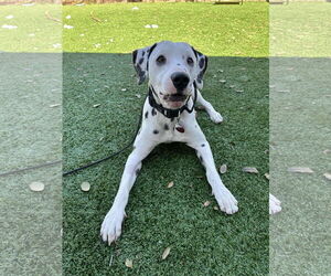 Dalmatian-Unknown Mix Dogs for adoption in Woodbury, NY, USA