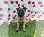 Puppy Blaze Belgian Malinois
