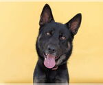 Small #2 German Shepherd Dog