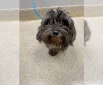 Small Poodle (Miniature) Mix