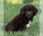 Small #2 Newfoundland