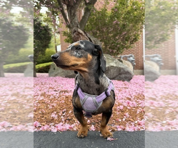 Medium Photo #1 Dachshund Puppy For Sale in ANDOVER, MA, USA