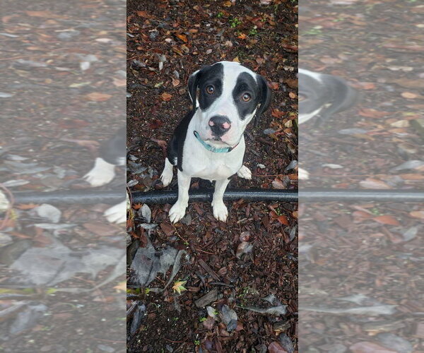 Medium Photo #4 Beagle-Unknown Mix Puppy For Sale in Woodland Hills, CA, USA