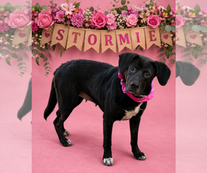 Labrador Retriever-Unknown Mix Dogs for adoption in Shillington, PA, USA