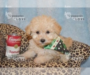 Poodle (Toy) Puppy for sale in SANGER, TX, USA