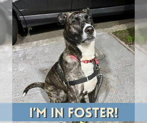 Mutt Dogs for adoption in Alameda, CA, USA