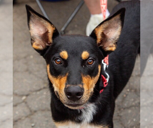 Medium Photo #3 Mutt Puppy For Sale in Canton, CT, USA