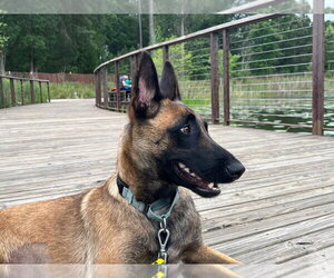 Ms Maddie - Located in Texas - Female Mutt Dog for Adoption - Photo #13