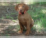 Small #7 Vizsla