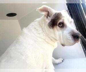 Mutt Dogs for adoption in Houston, TX, USA