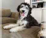 Small #6 Bernese Mountain Dog-Poodle (Miniature) Mix