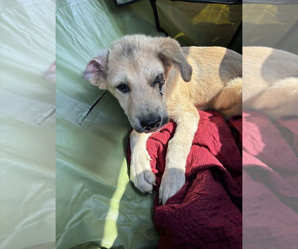 Medium Photo #8 Huskies -Unknown Mix Puppy For Sale in New York, NY, USA