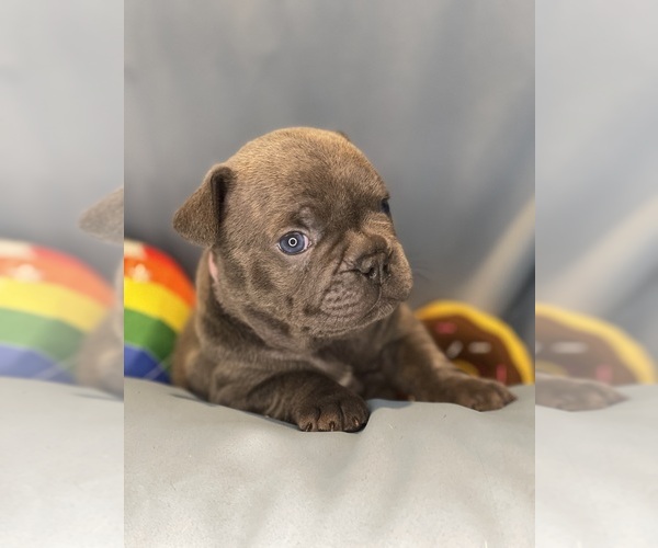 Medium Photo #4 Faux Frenchbo Bulldog Puppy For Sale in HOODSPORT, WA, USA