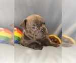Small #3 Faux Frenchbo Bulldog