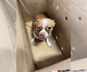 Chihuahua Dogs for adoption in Palmetto, FL, USA