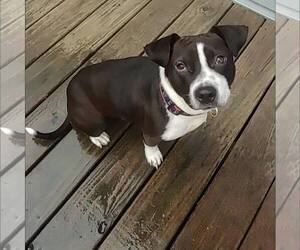 American Staffordshire Terrier-Unknown Mix Dogs for adoption in New Oxford , PA, USA