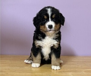 Bernese Mountain Dog Puppy for sale in WITHEE, WI, USA