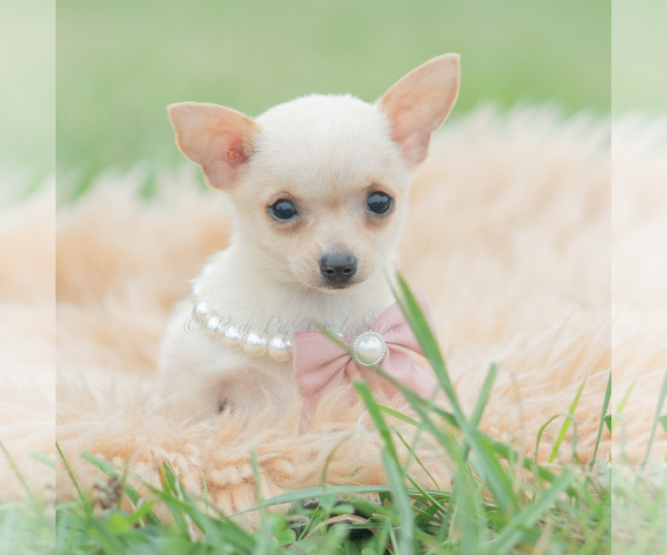 Medium Photo #2 Chihuahua Puppy For Sale in WARSAW, IN, USA