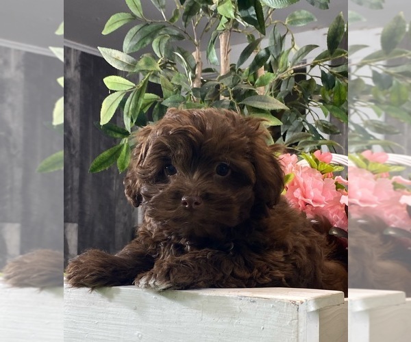 Medium Photo #1 Havanese Puppy For Sale in CANOGA, NY, USA