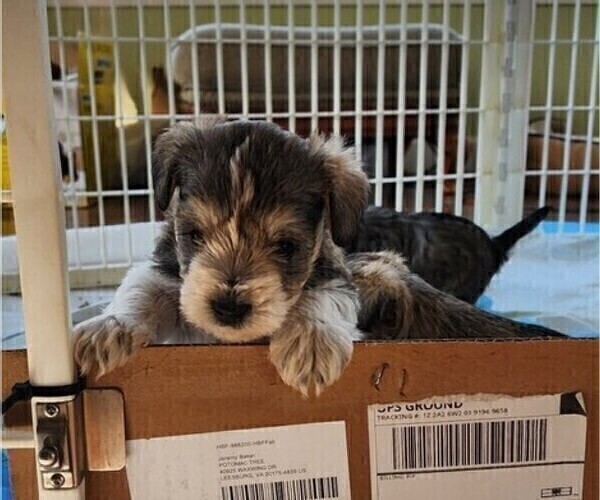 Medium Photo #2 Schnauzer (Miniature) Puppy For Sale in LEESBURG, VA, USA