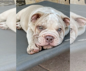 English Bulldog Puppy for sale in VALLEJO, CA, USA