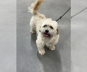 Maltese Dogs for adoption in Forestville, MD, USA