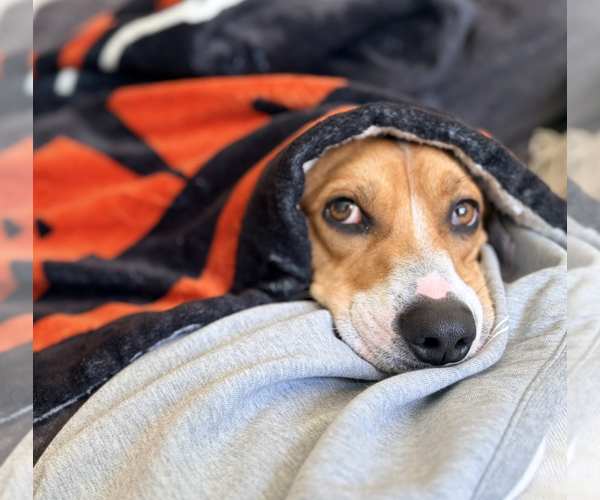 Medium Photo #4 Doxle Puppy For Sale in Brooklyn, NY, USA