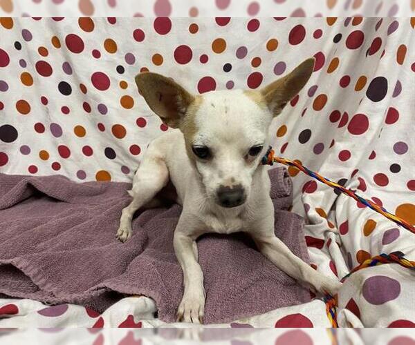 Medium Photo #1 Chihuahua Puppy For Sale in Modesto, CA, USA