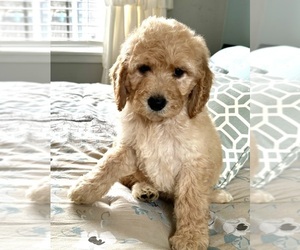 Labradoodle Puppy for sale in PENSACOLA, FL, USA