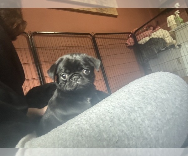 Medium Photo #2 Pug Puppy For Sale in BLOOMINGTON, IL, USA