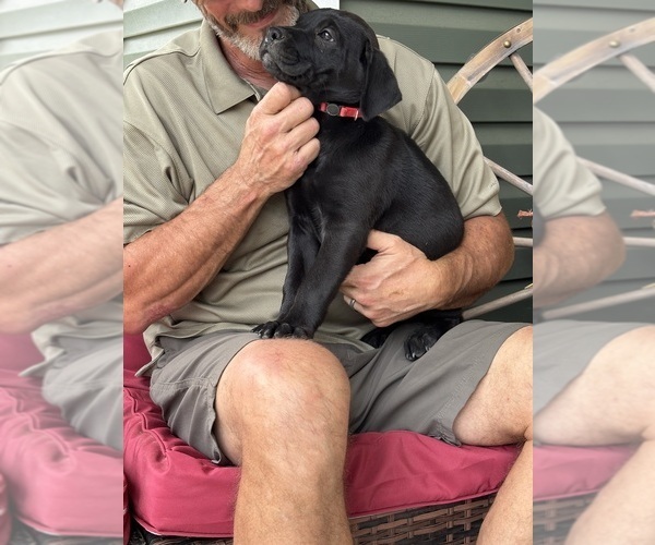 Medium Photo #8 Rotticorso Puppy For Sale in REEVESVILLE, SC, USA