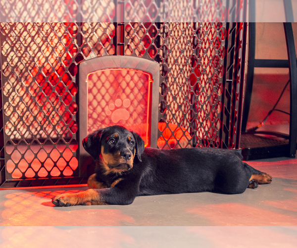 Medium Photo #1 Rottweiler Puppy For Sale in LITTLE ROCK, AR, USA