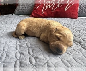 Golden Retriever Puppy for sale in KENNEWICK, WA, USA