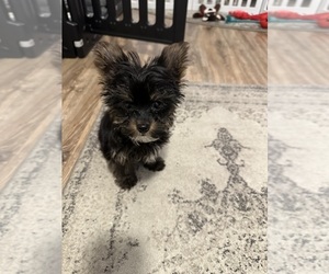 Yorkshire Terrier Puppy for sale in CHATSWORTH, GA, USA