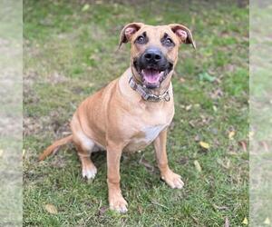 American Bandogge mastiff Dogs for adoption in Modesto, CA, USA