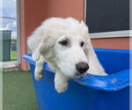 Small #5 Great Pyrenees Mix