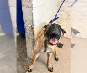 Mutt Dogs for adoption in San Bernardino, CA, USA