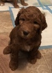 Small Photo #3 Goldendoodle Puppy For Sale in HARTVILLE, OH, USA