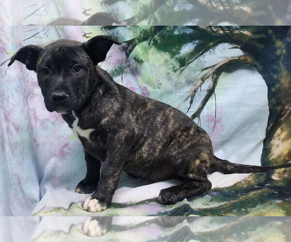 Medium Photo #2 American Pit Bull Terrier-Unknown Mix Puppy For Sale in Wetumpka, AL, USA