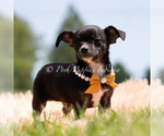 Small #2 Chihuahua
