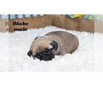 Small #8 Pug