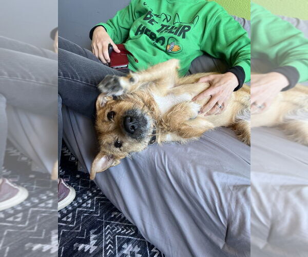 Medium Photo #3 Mutt Puppy For Sale in Elmsford, NY, USA