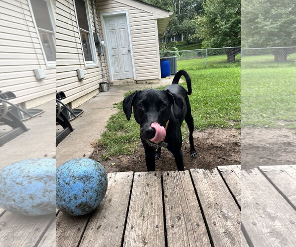 Medium Photo #5 Doberman Pinscher-Great Pyrenees Mix Puppy For Sale in Buffalo, MN, USA