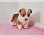 Small #6 Pembroke Welsh Corgi