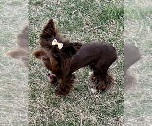 Yorkshire Terrier Puppy for sale in SCHERTZ, TX, USA