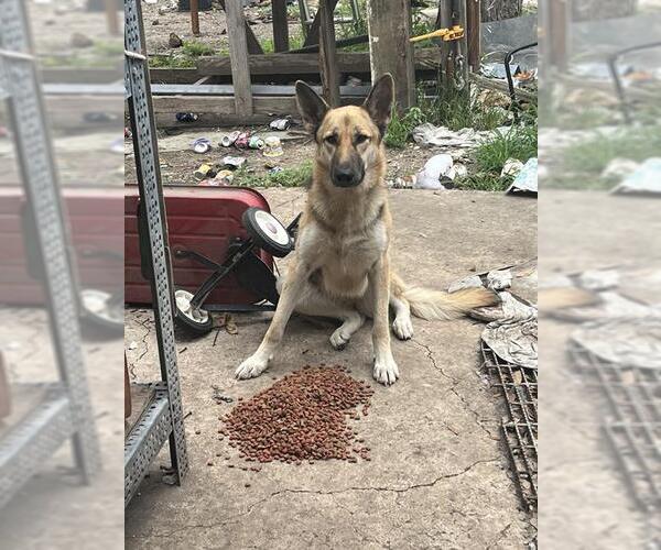 Medium Photo #1 German Shepherd Dog Puppy For Sale in San Antonio, TX, USA
